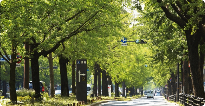 御堂筋のイチョウ並木