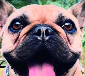 ドッグフェスの犬